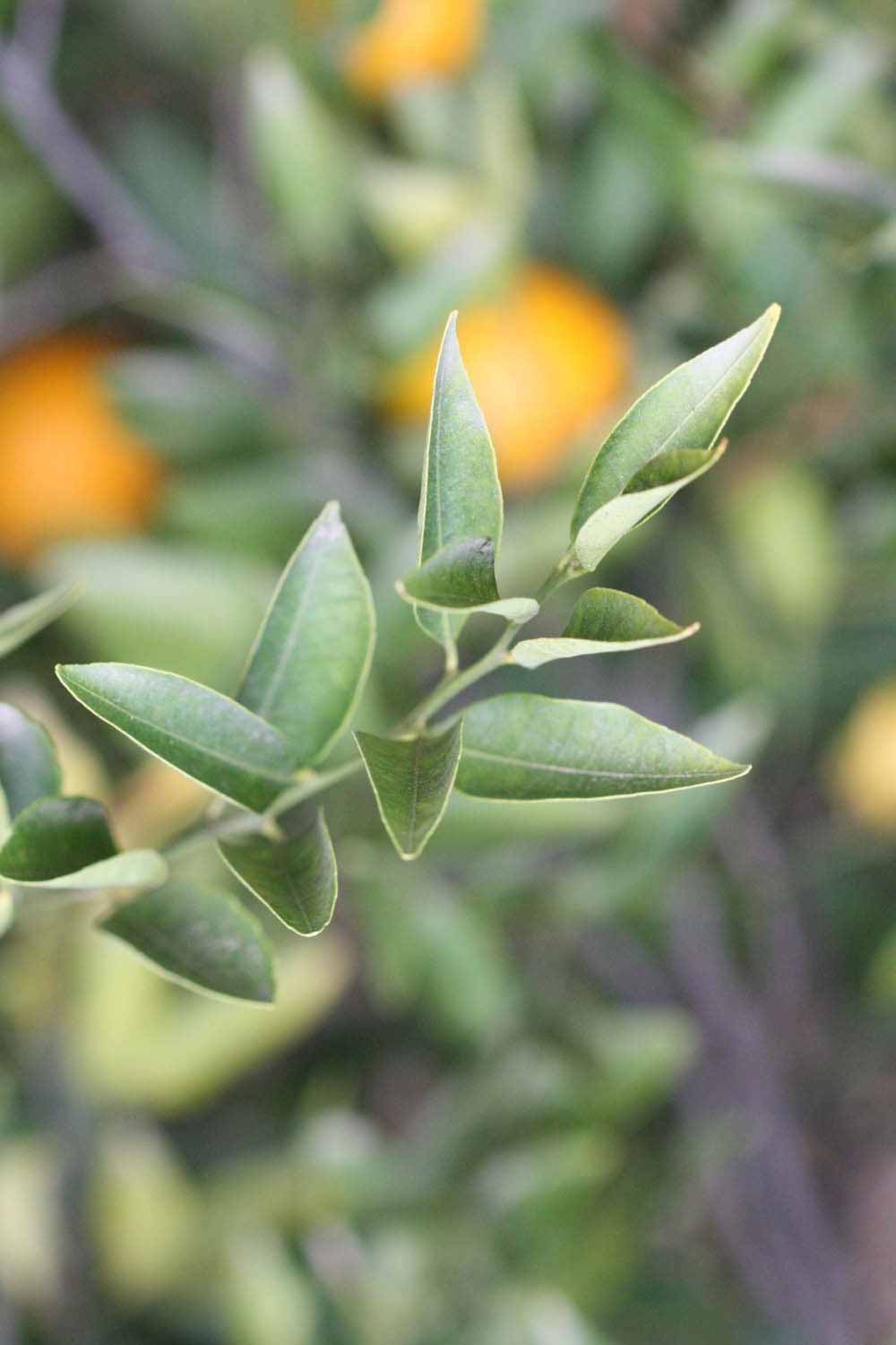            Sun leaves (Riverside, CA)   